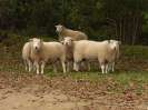 Sheep at Rectory Farm_1