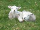 Sheep at Rectory Farm_2