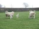 Sheep at Rectory Farm_3